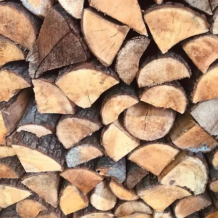 Miedzy Brzozami Pieczarki